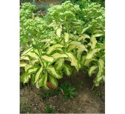  Очиток  Медіаварієгата ( Sedum  'Mediavariegata")